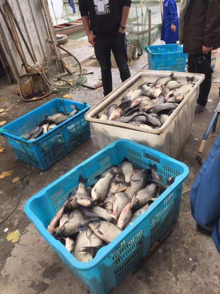 2018昆山震川城市管理办事处钓鱼选拔赛圆满结束